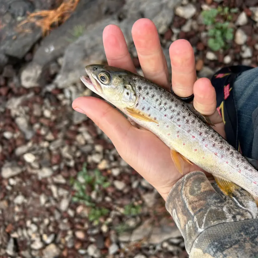 Brown trout caught on Fishbrain