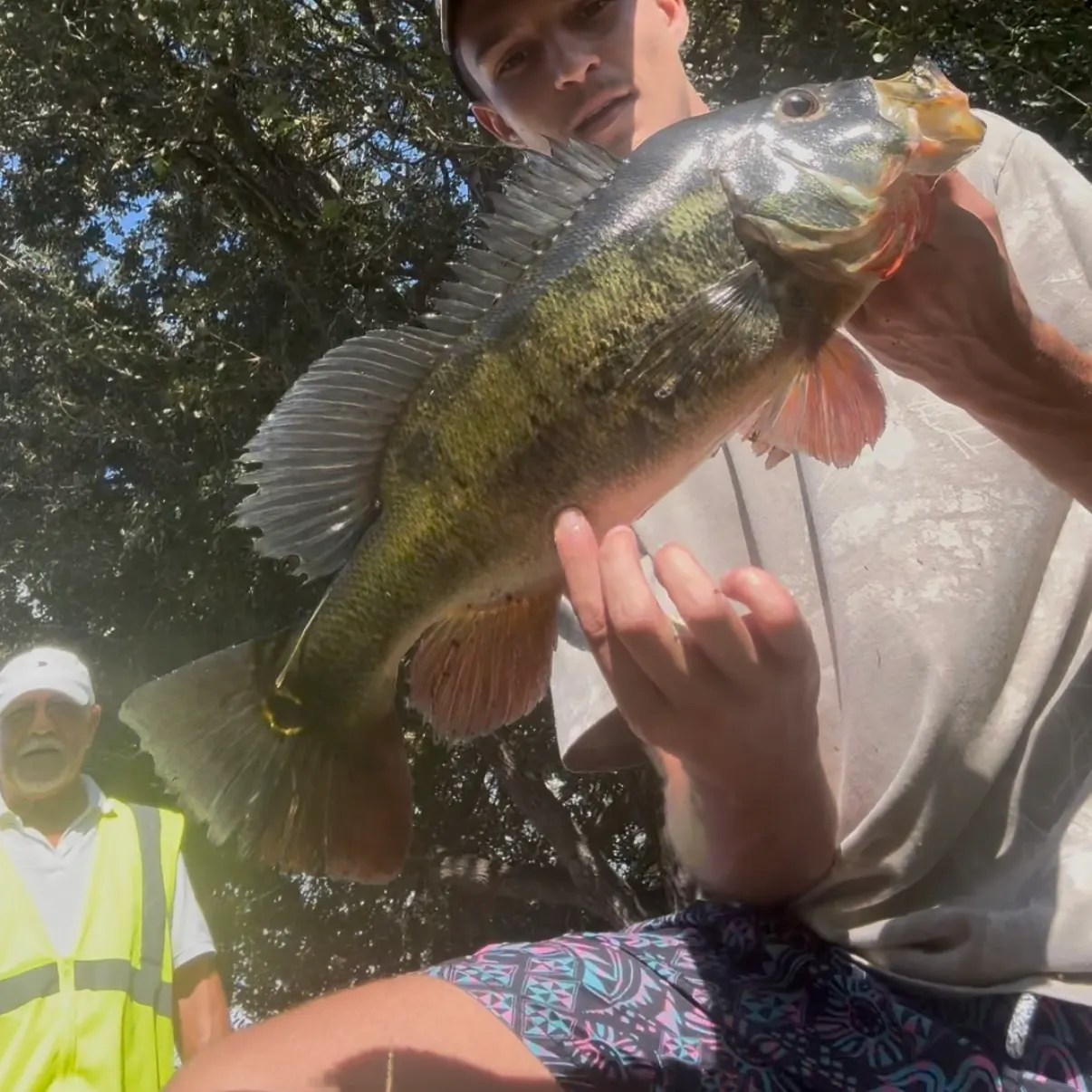 Butterfly peacock bass caught on Fishbrain