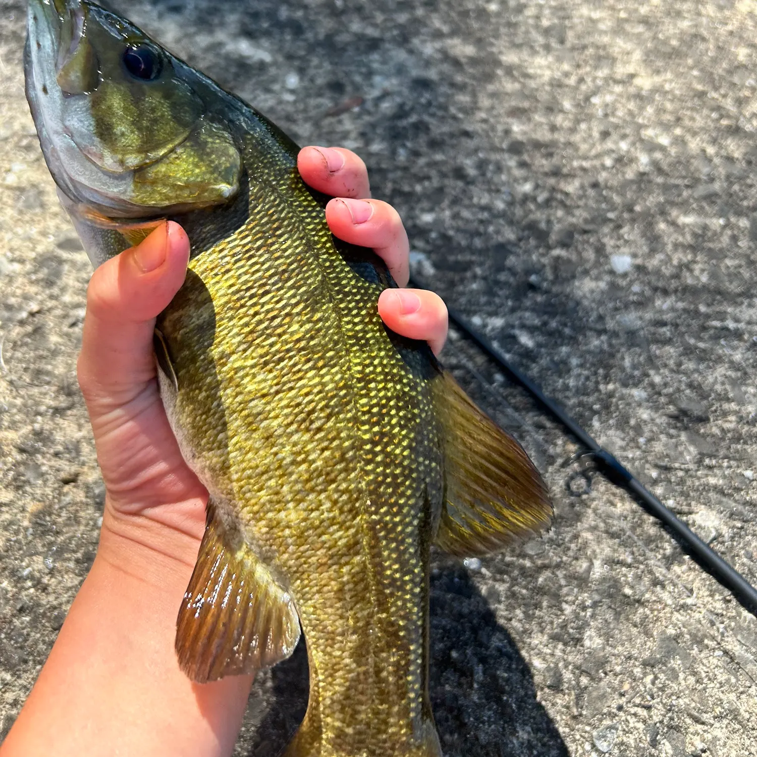 Smallmouth bass caught on Fishbrain