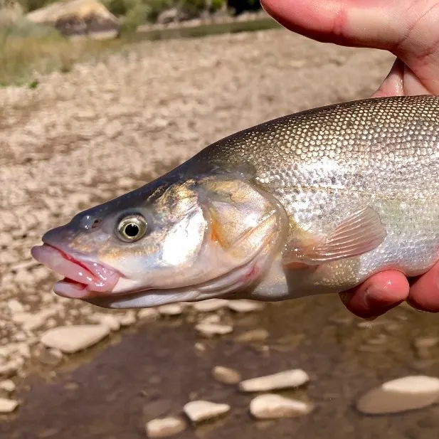 The most recent Roundtail chub catches on Fishbrain