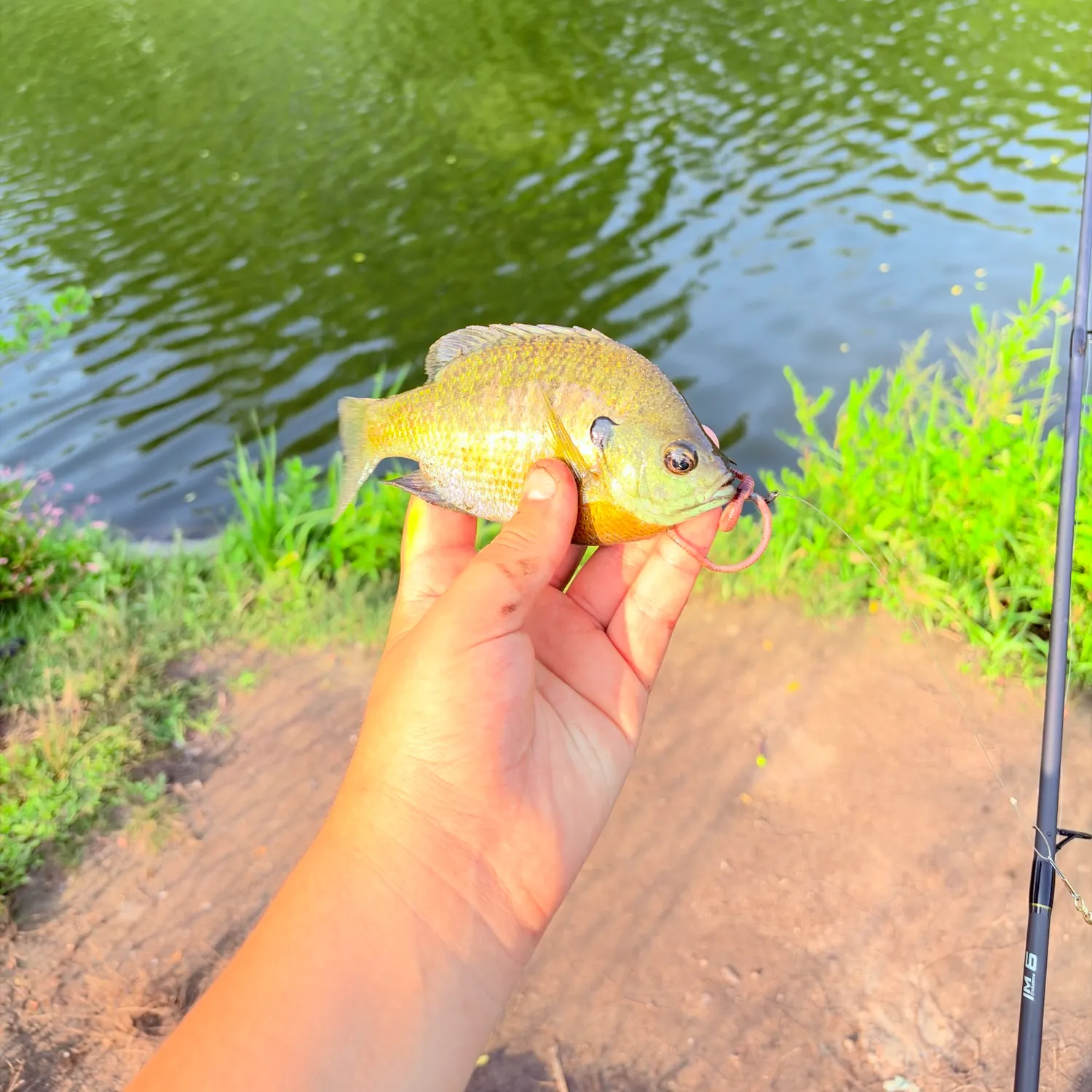 Bluegill caught on Fishbrain