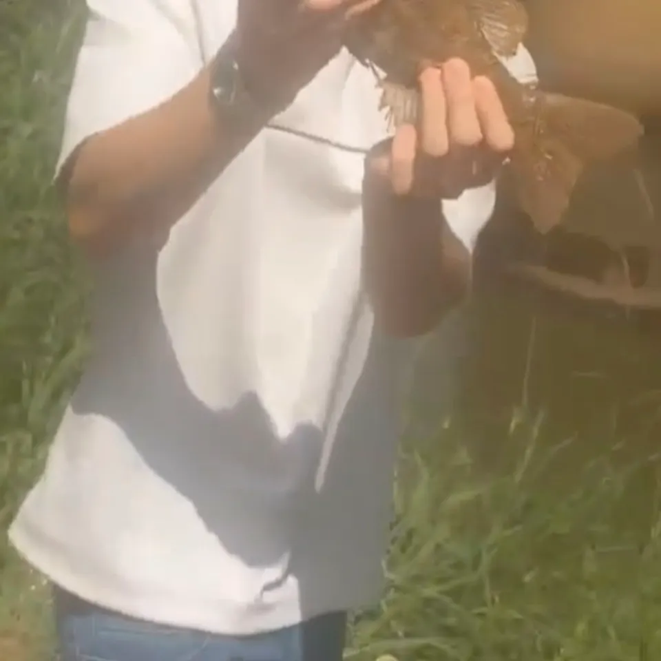 Estuary perch caught on Fishbrain