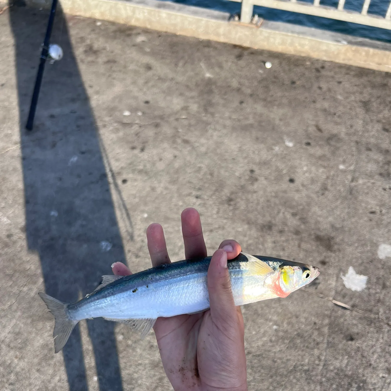 The most recent Surf smelt catches on Fishbrain