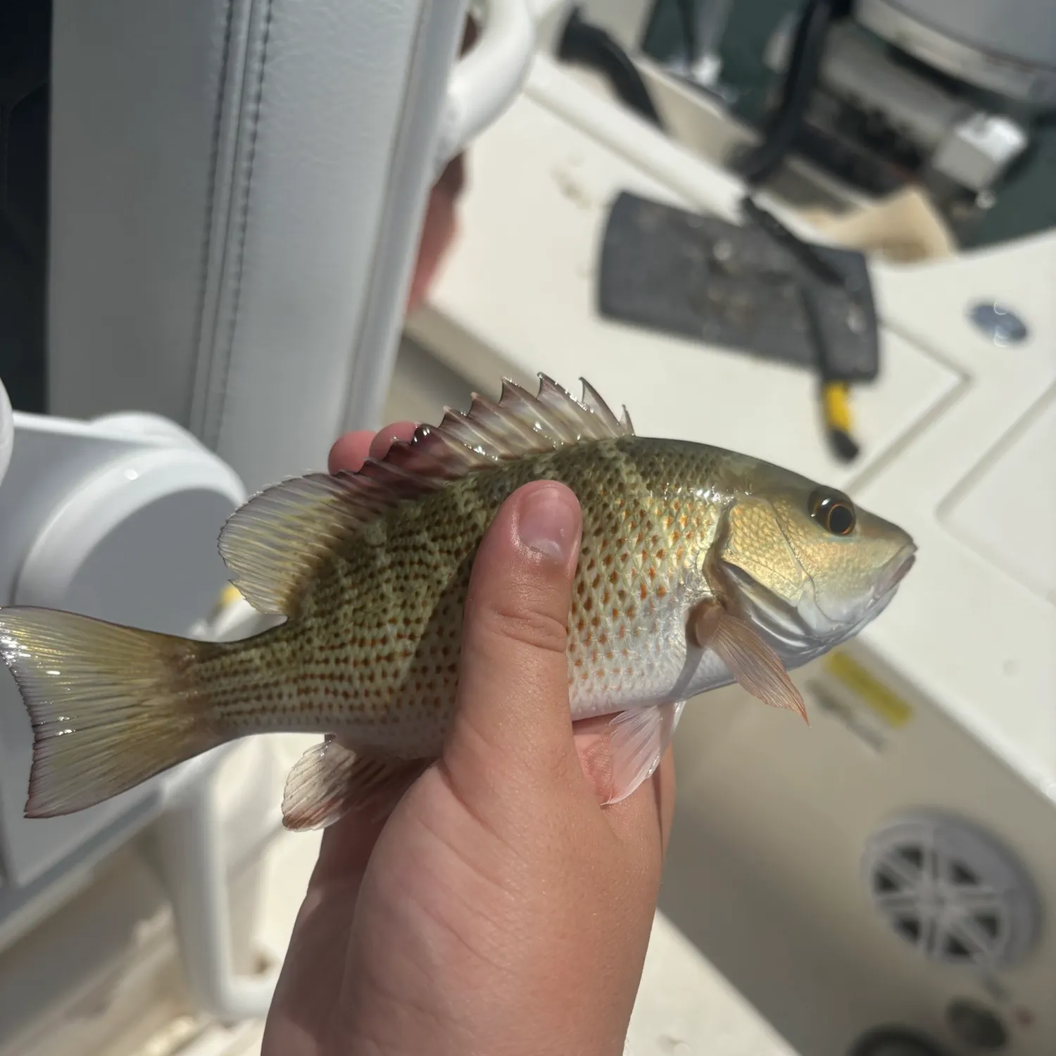 The most recent Mangrove snapper catches on Fishbrain