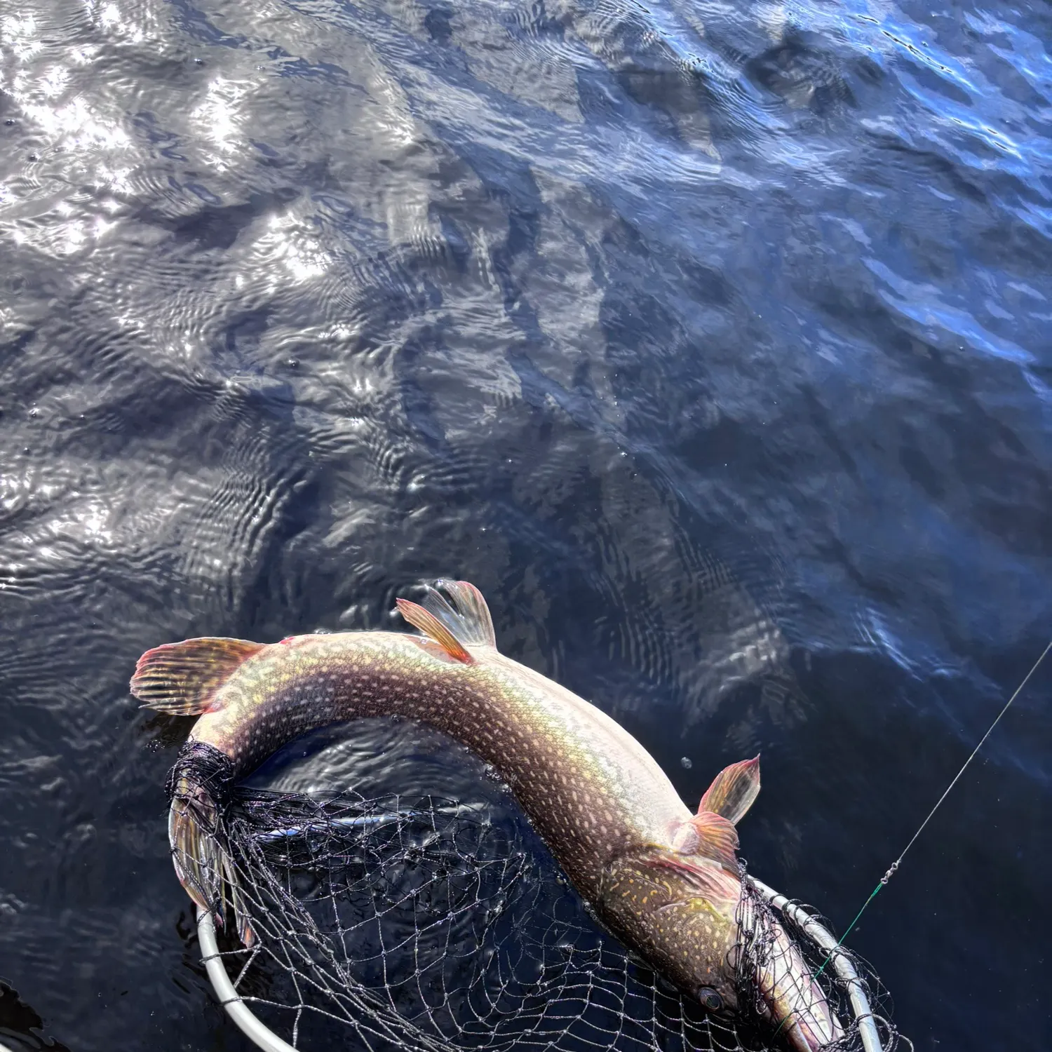 Northern pike caught on Fishbrain