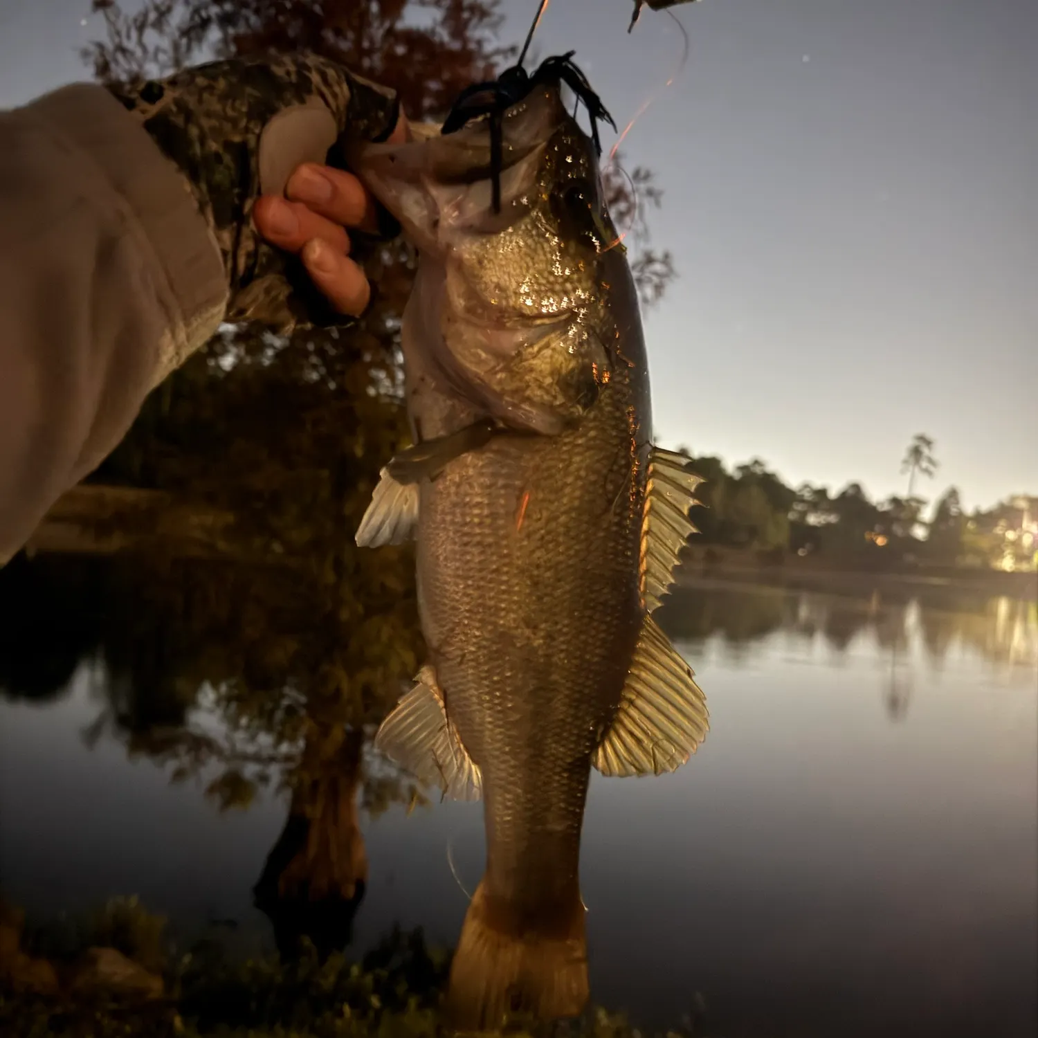 Largemouth bass caught on Fishbrain