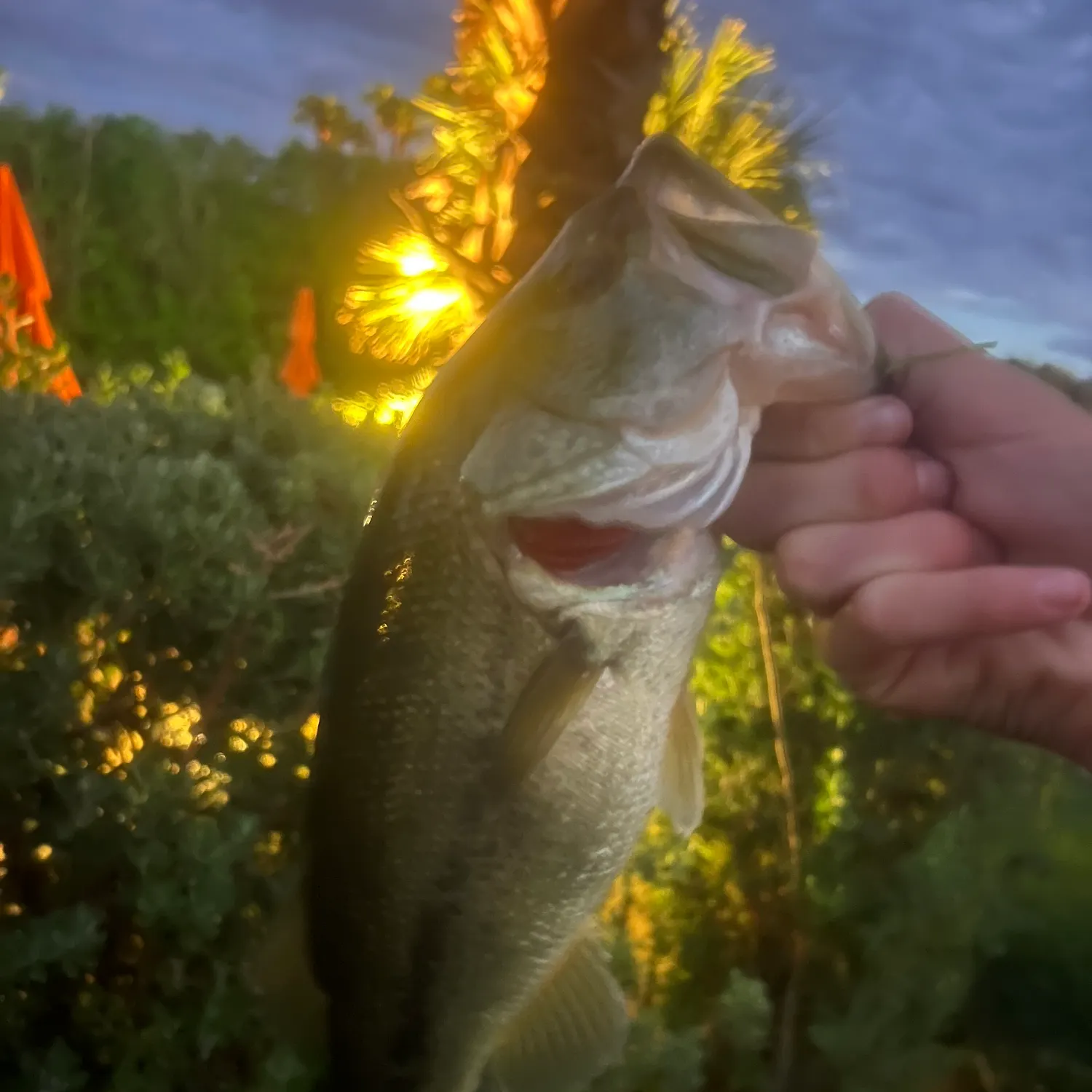 Fish caught on Fishbrain