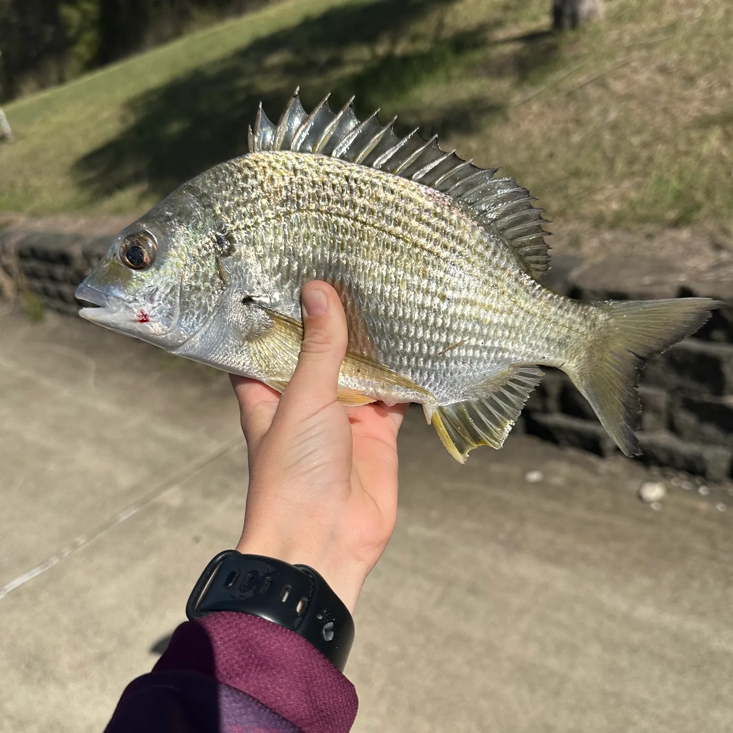 recently logged catches