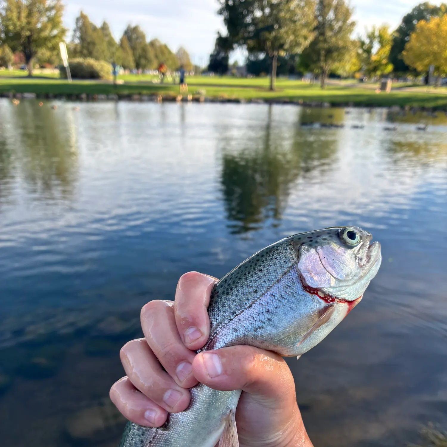 Rainbow trout caught on Fishbrain