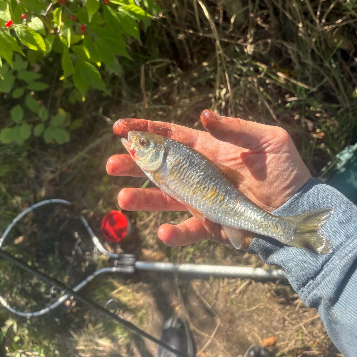 Striped shiner caught on Fishbrain