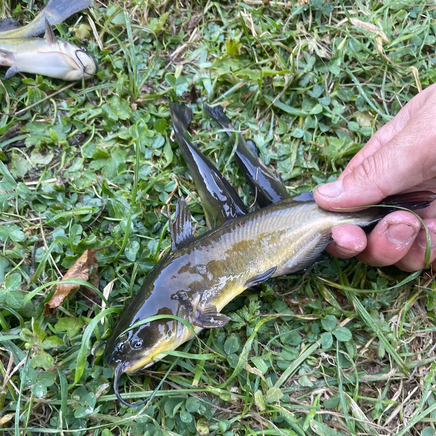 Black bullhead caught on Fishbrain