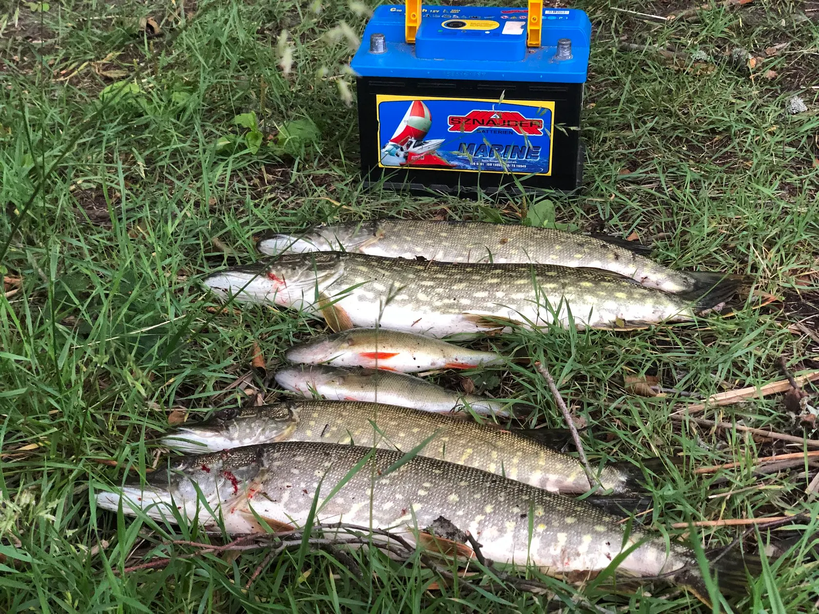 Post image from sgumnin