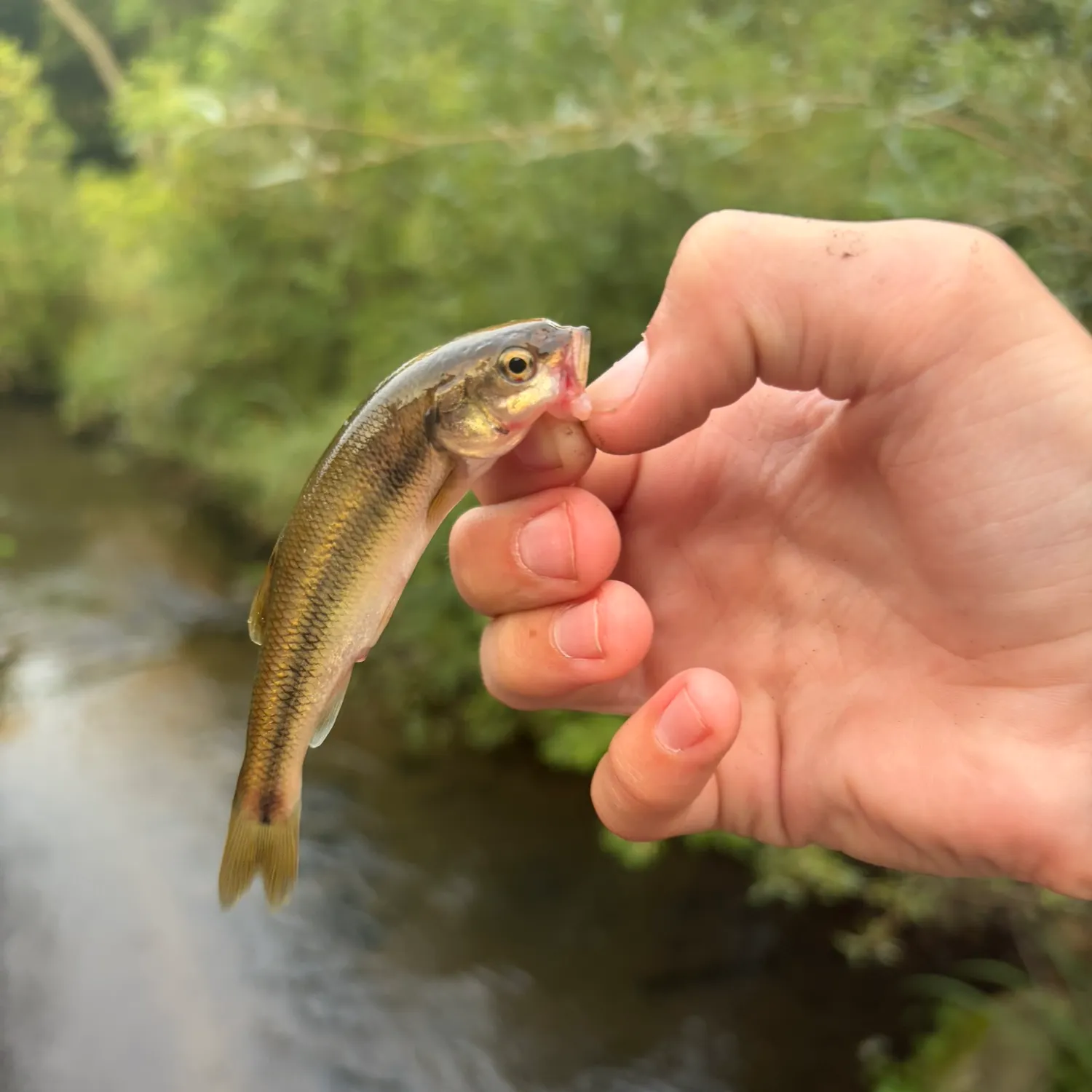 Fish caught on Fishbrain