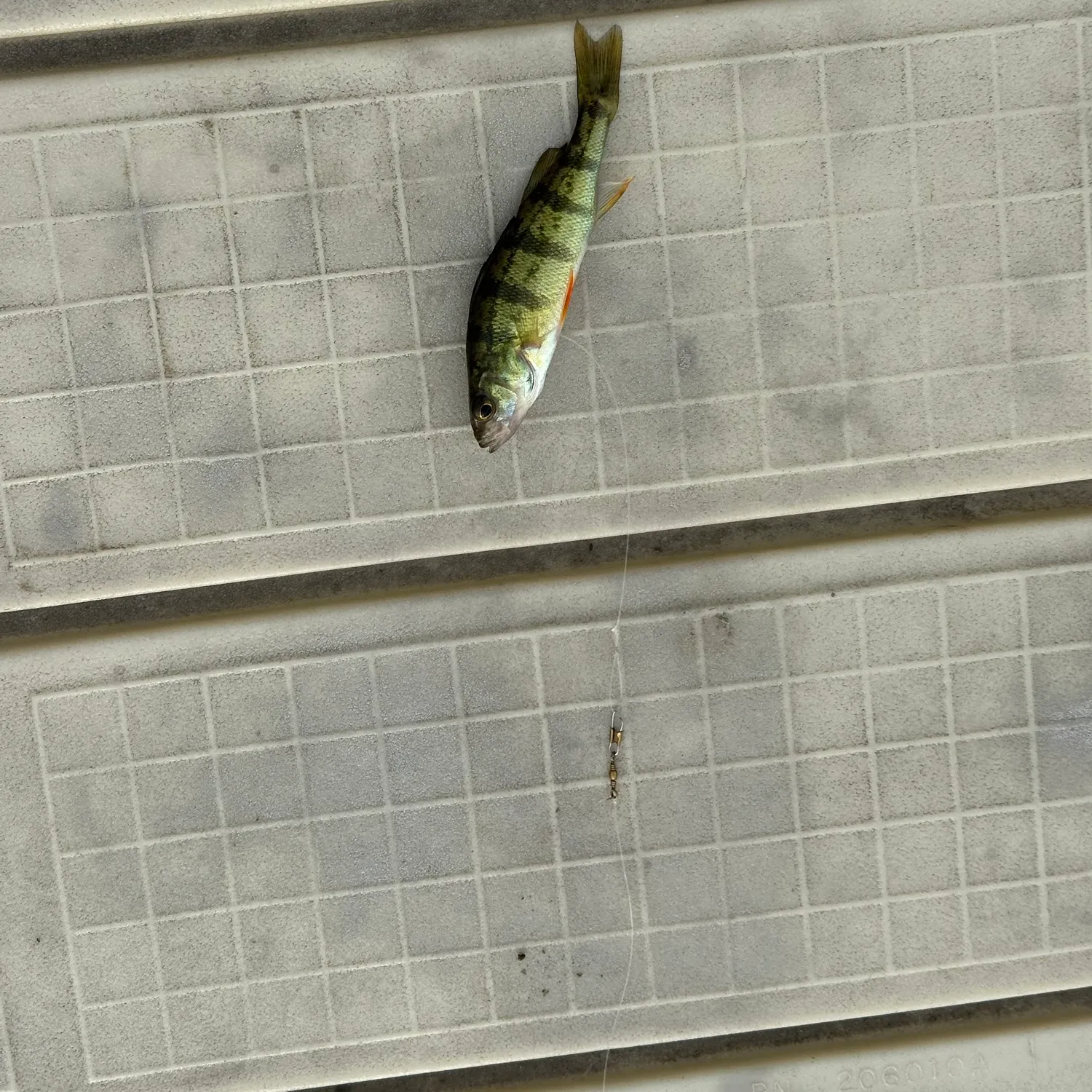 Yellow perch caught on Fishbrain