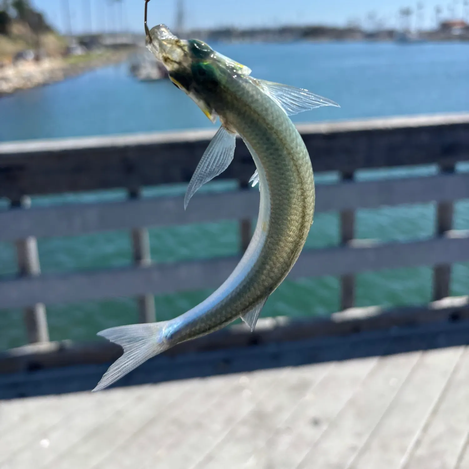 The most recent Topsmelt silverside catches on Fishbrain