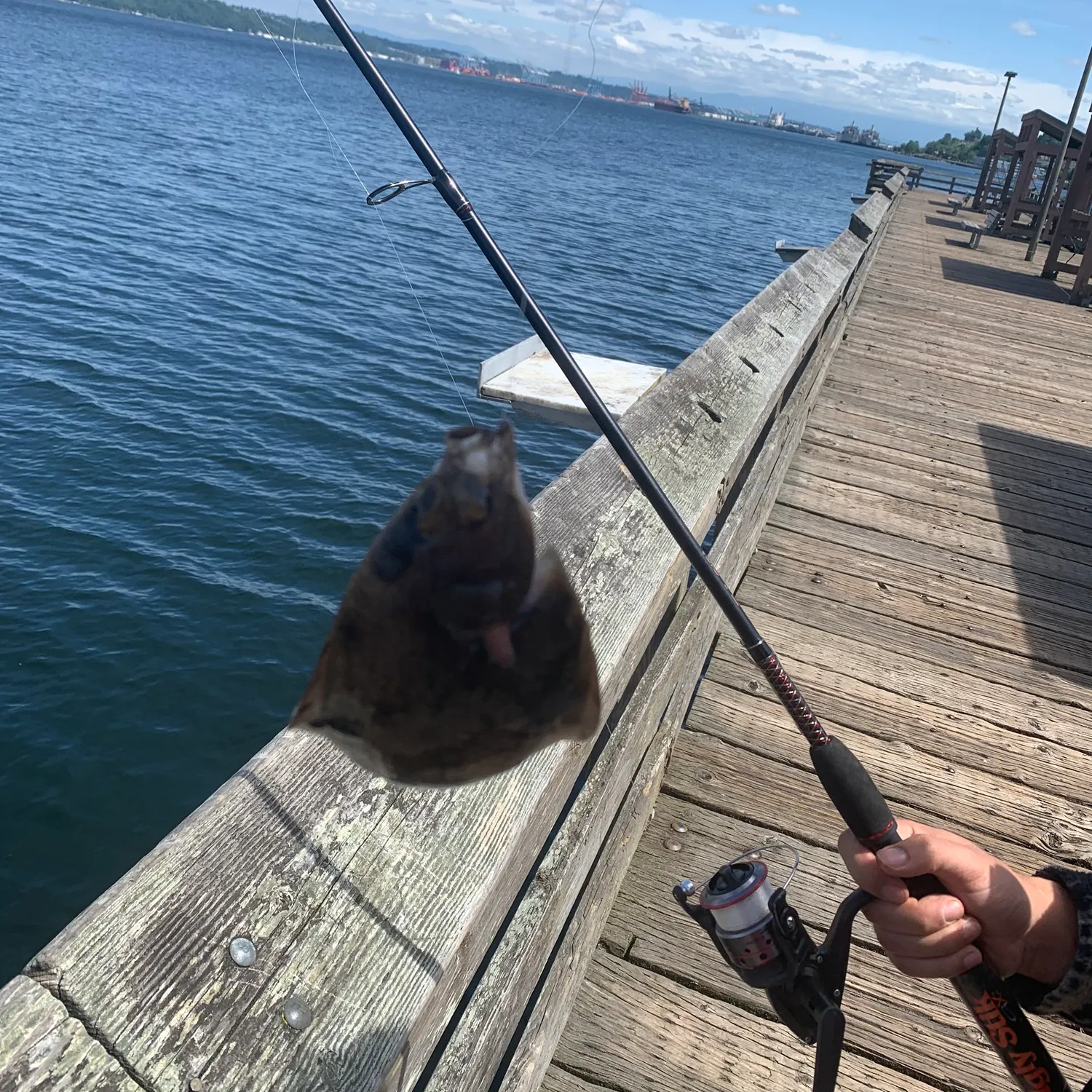 The most recent Rock sole catches on Fishbrain