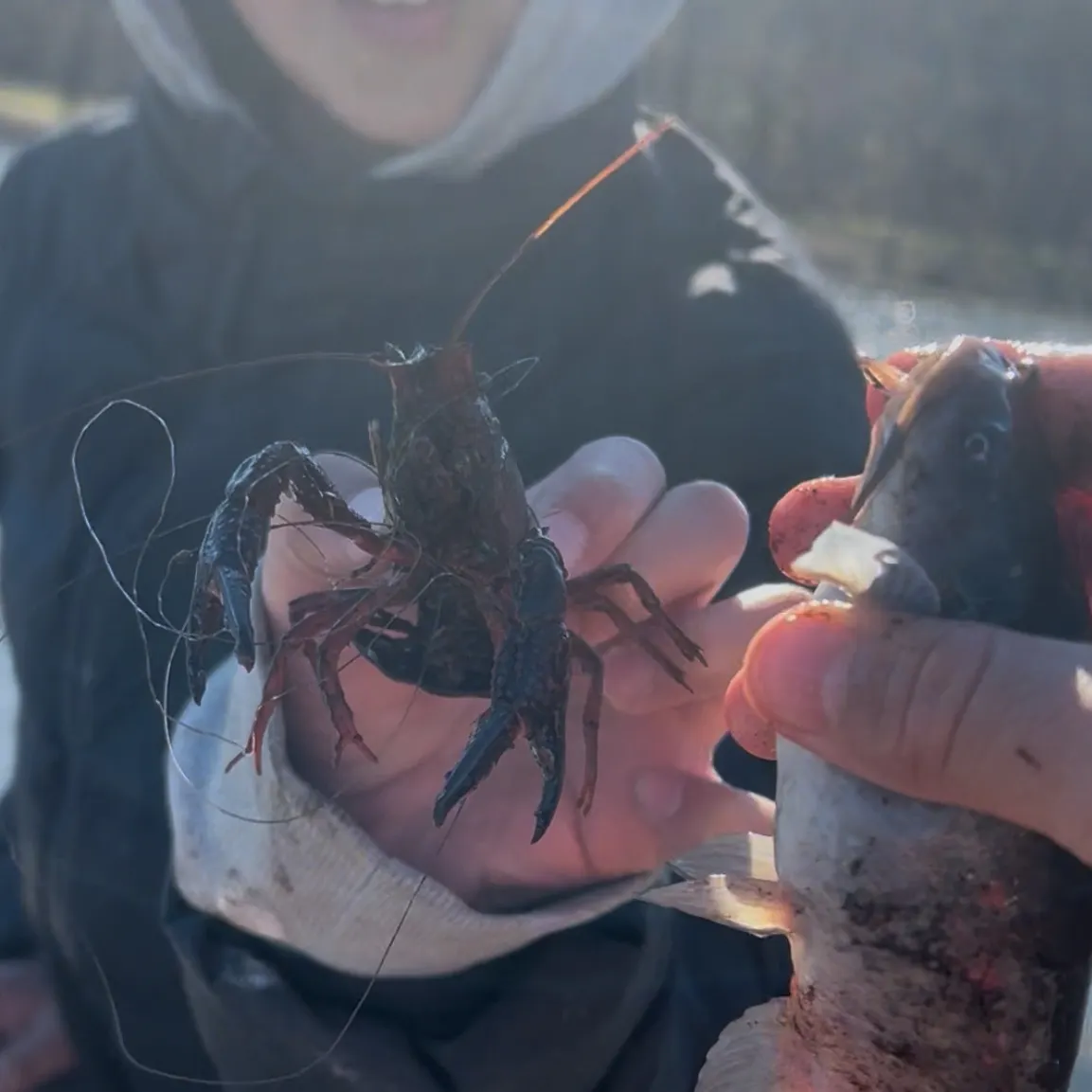 The most recent Red swamp crayfish catches on Fishbrain
