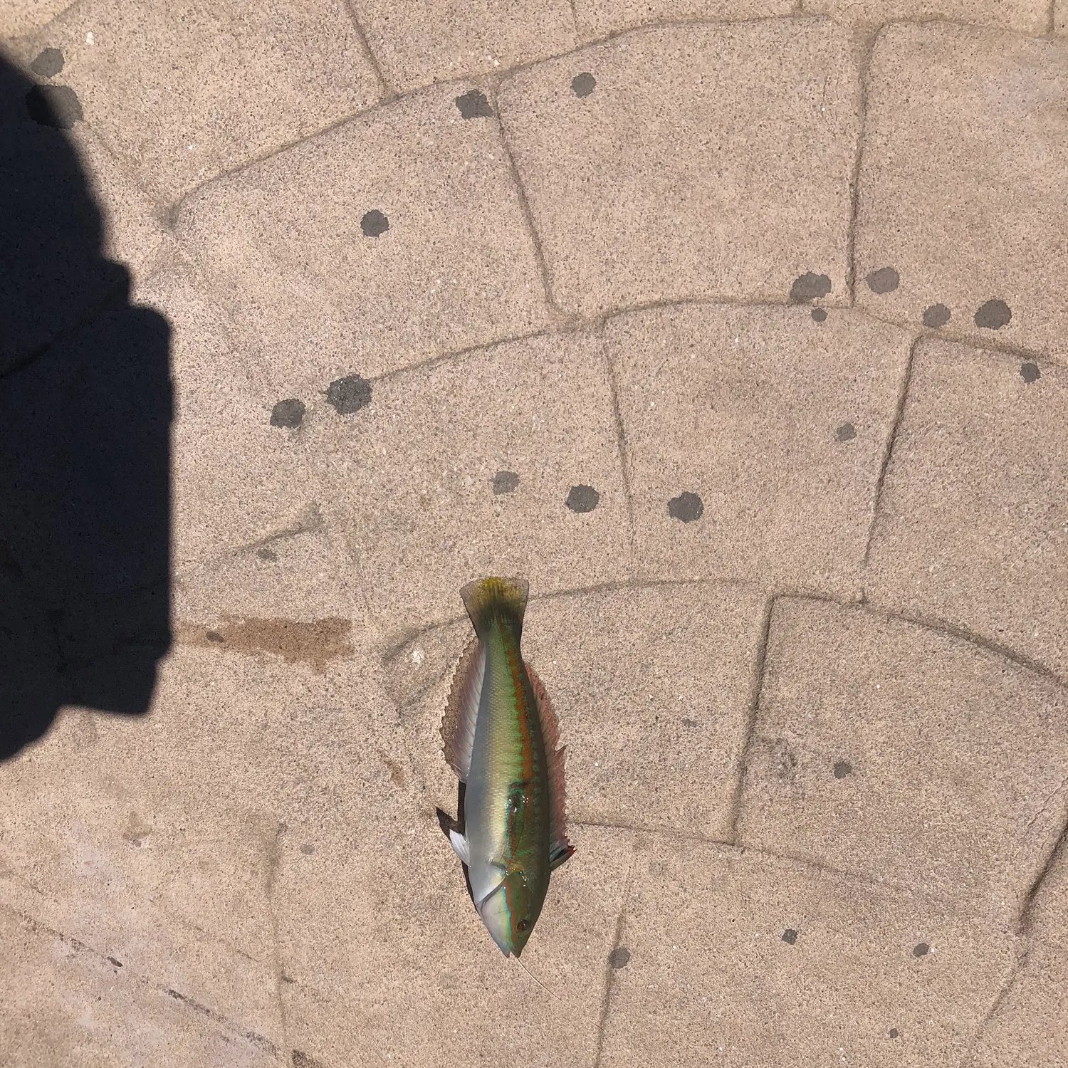 The most recent Mediterranean rainbow wrasse catches on Fishbrain