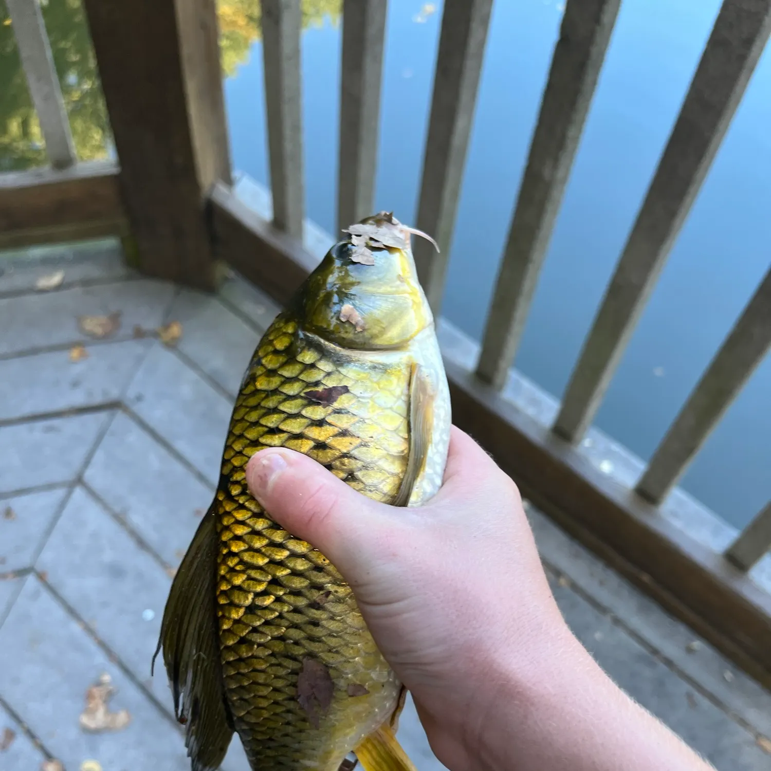 Common carp caught on Fishbrain