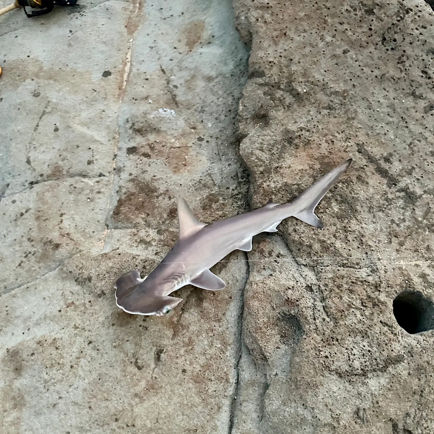 The most recent Scalloped hammerhead shark catches on Fishbrain