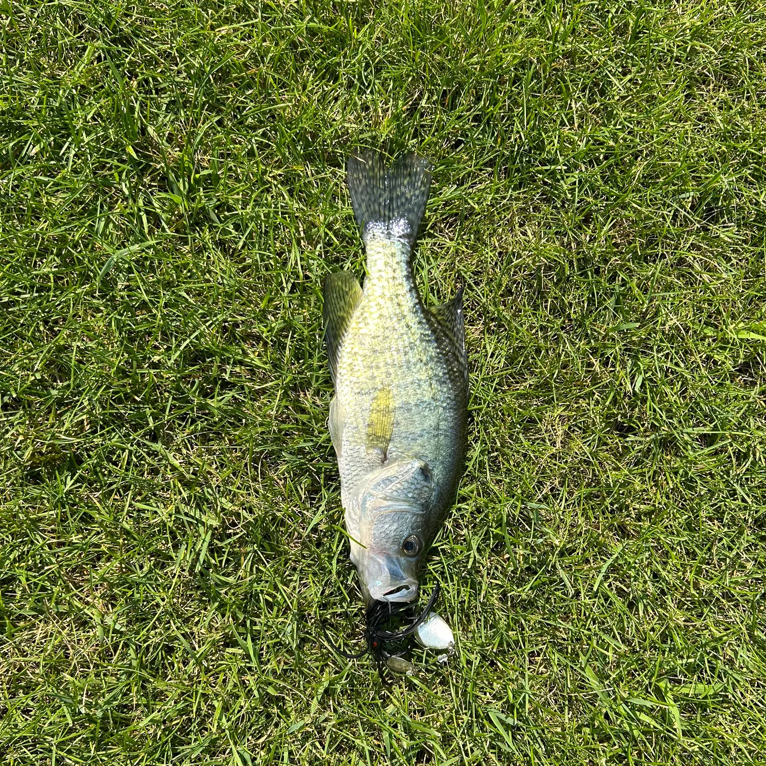 The most recent White crappie catches on Fishbrain