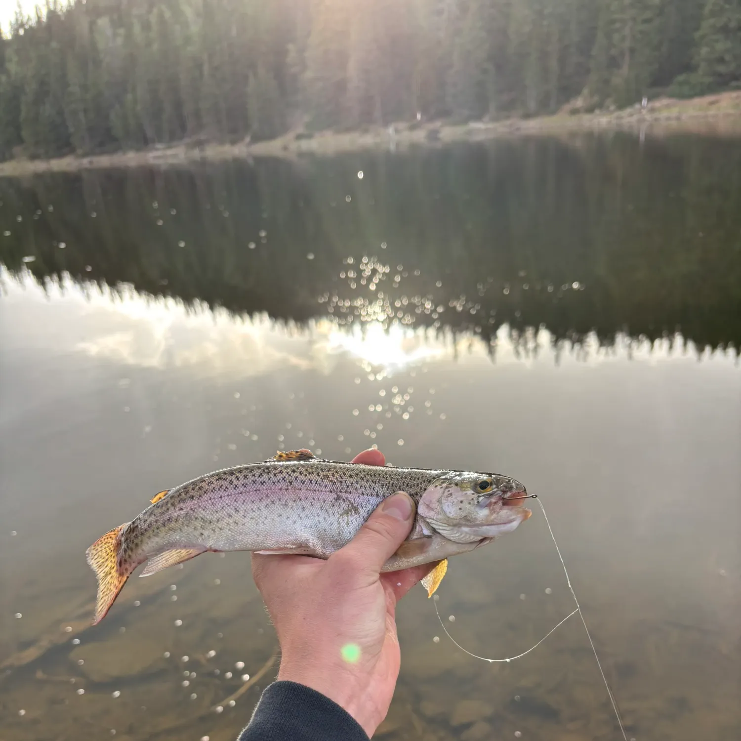Rainbow trout caught on Fishbrain