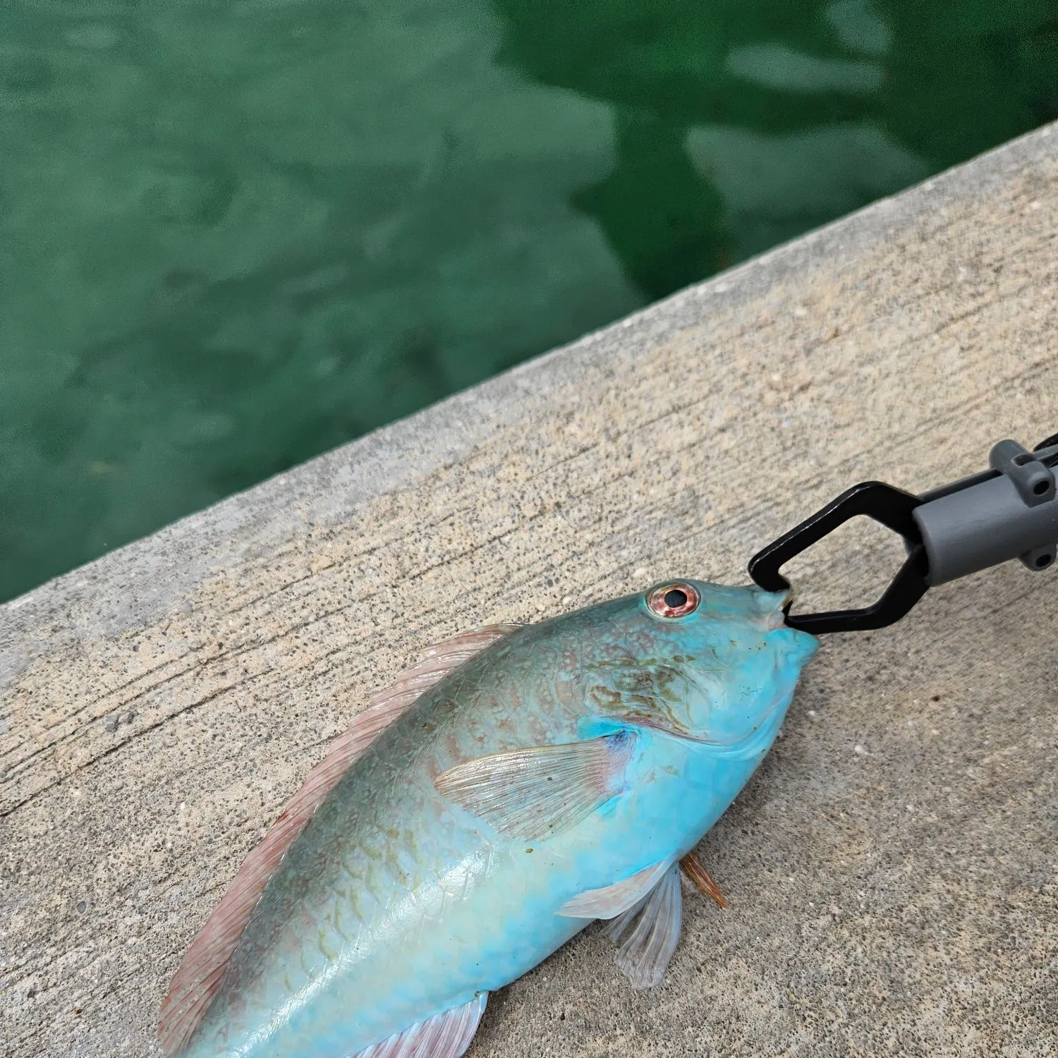 The most recent Redtail parrotfish catches on Fishbrain
