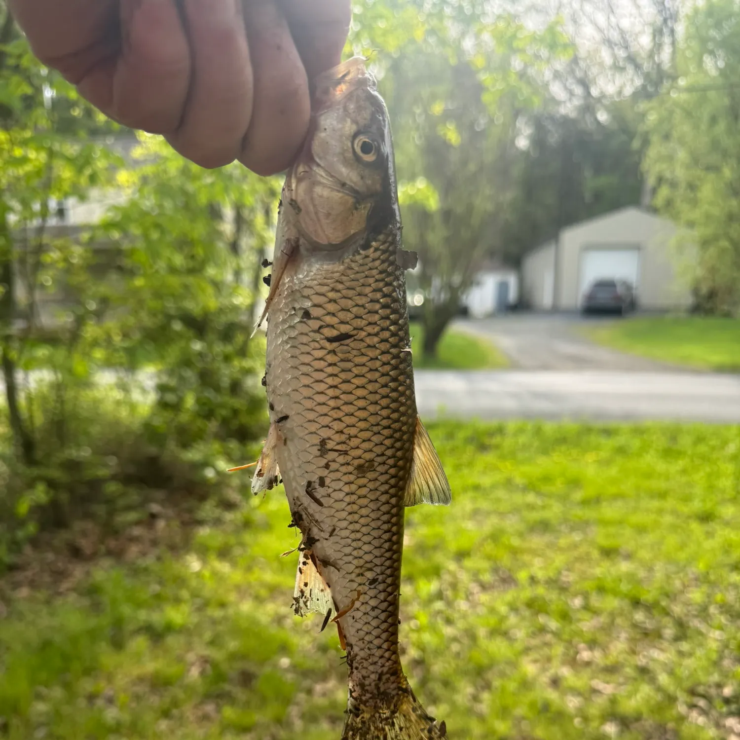 The most recent Fallfish catches on Fishbrain