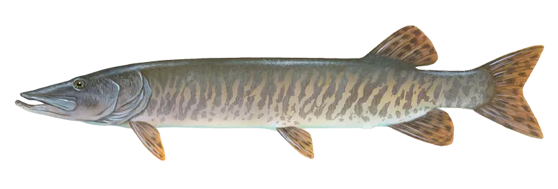 Muskellunge