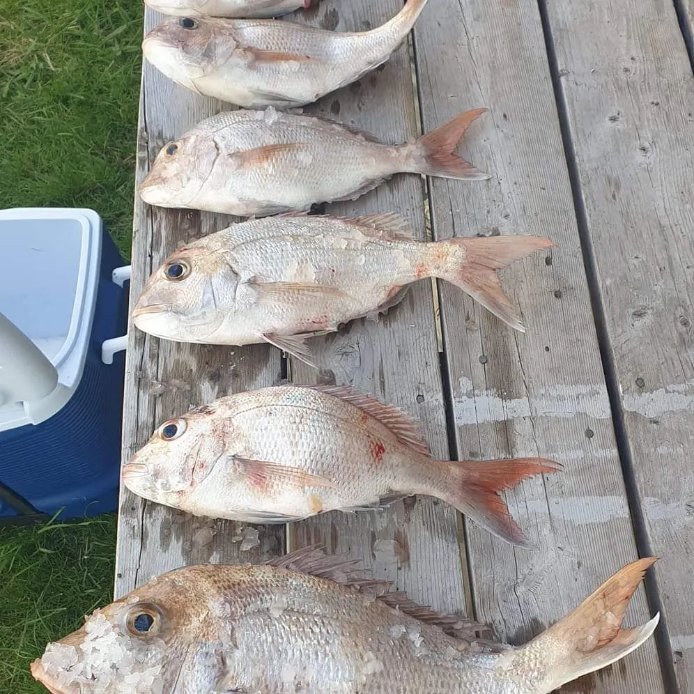 angler catch