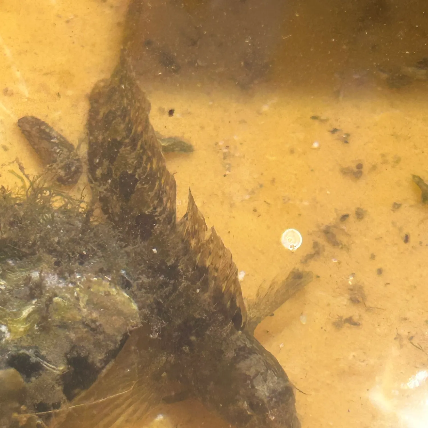 The most recent Ringneck blenny catches on Fishbrain