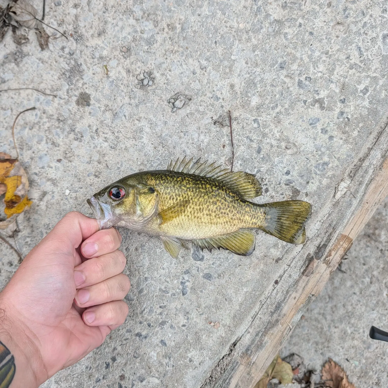 catch