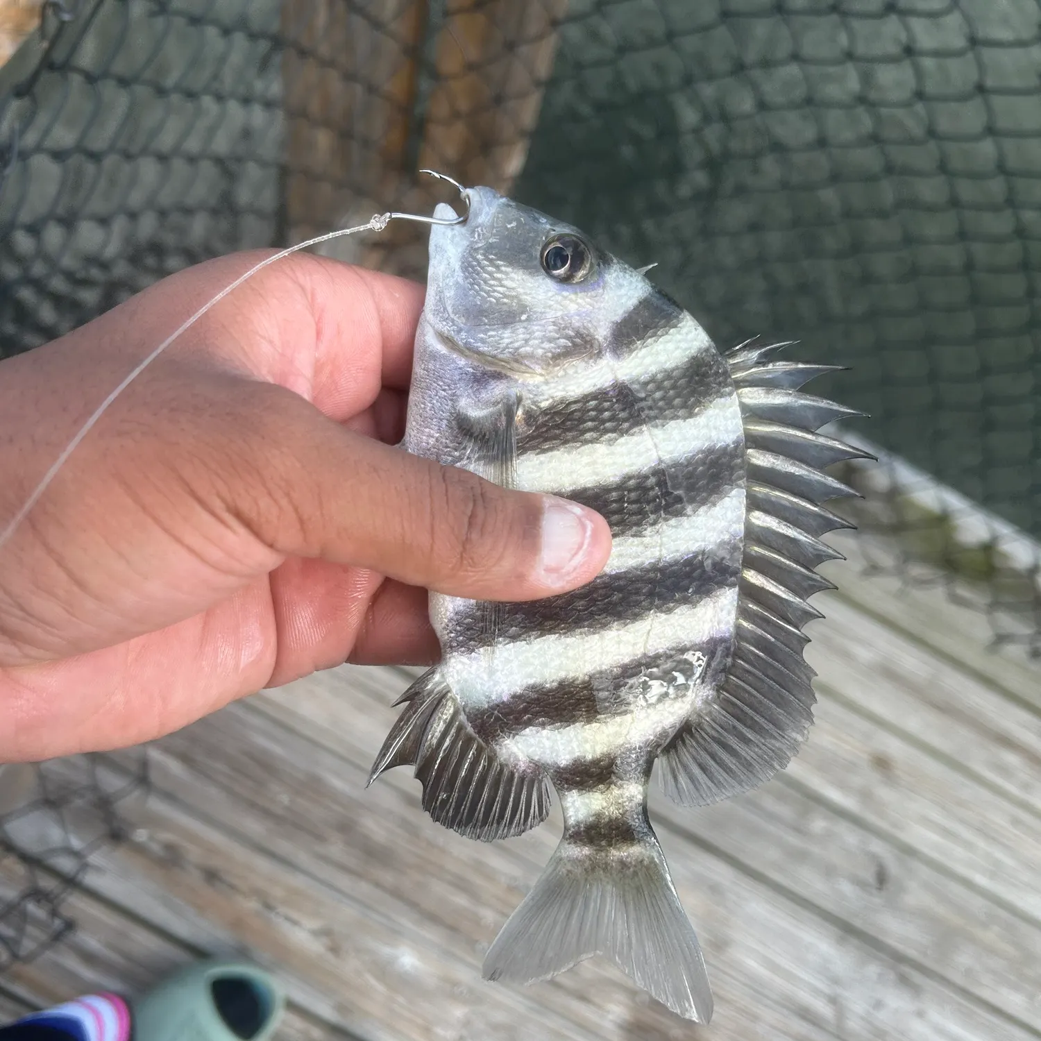 Sheepshead caught on Fishbrain