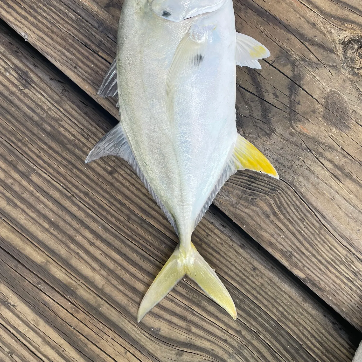 Crevalle jack caught on Fishbrain