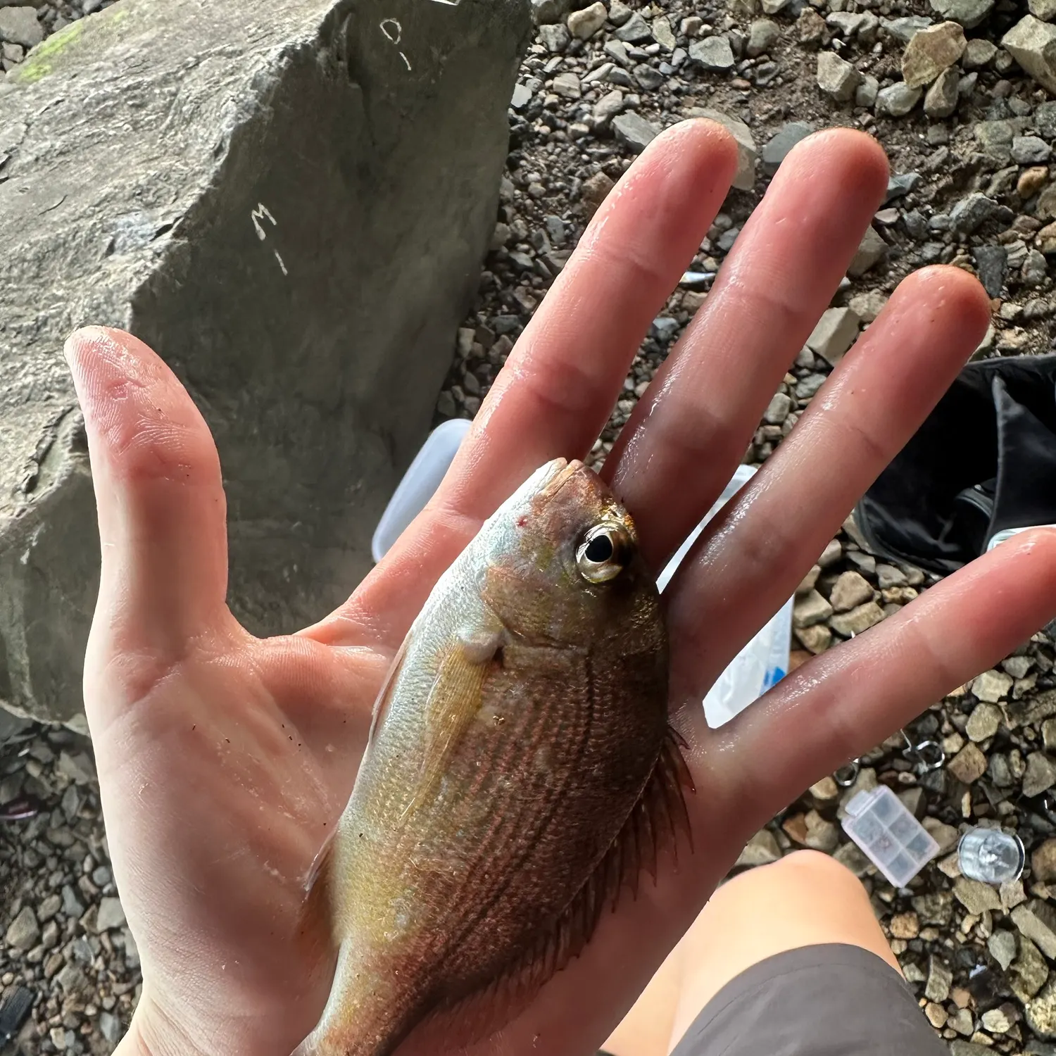 Australasian snapper caught on Fishbrain