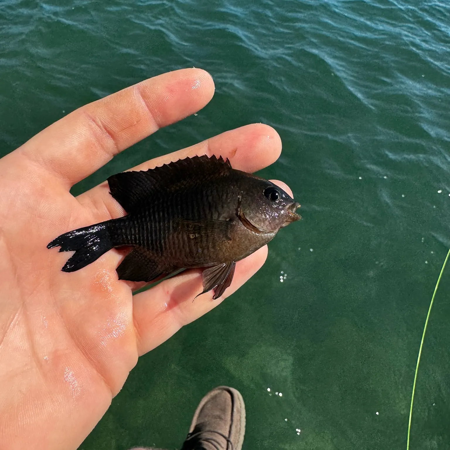 The most recent Dusky damselfish catches on Fishbrain