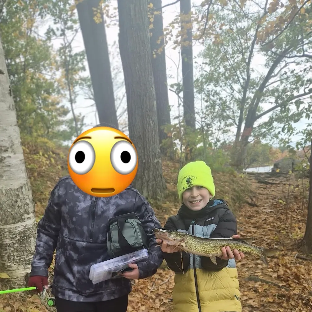 Chain pickerel caught on Fishbrain