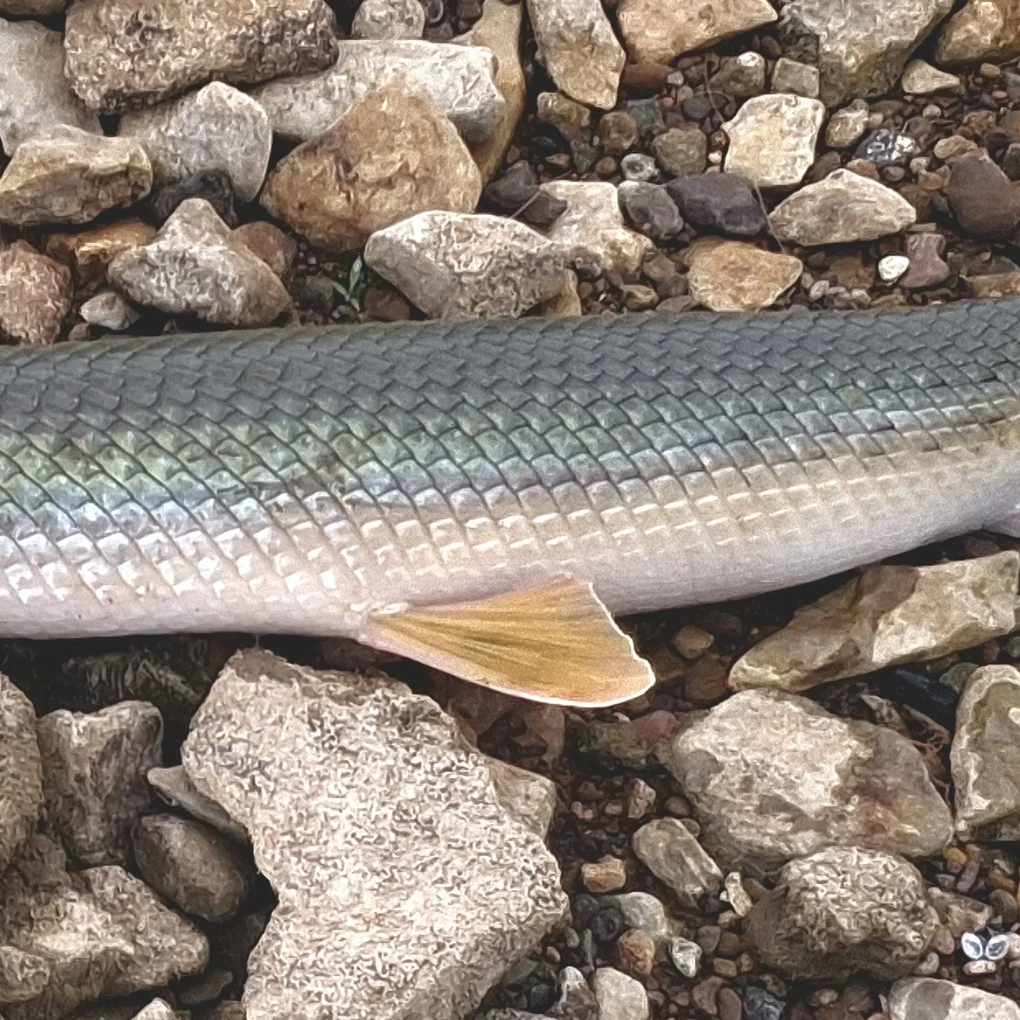 Longnose gar caught on Fishbrain