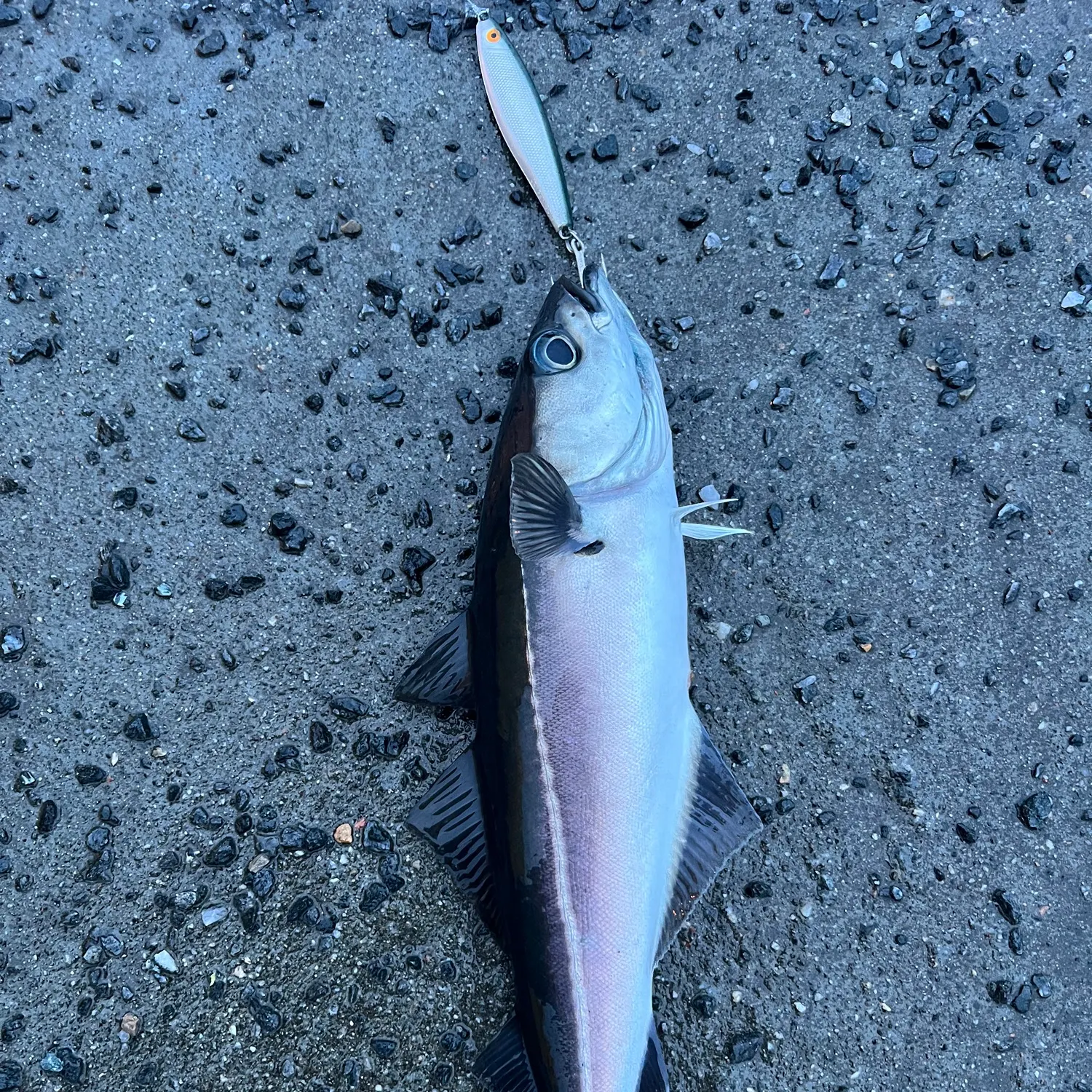 The most recent Atlantic pollock catches on Fishbrain