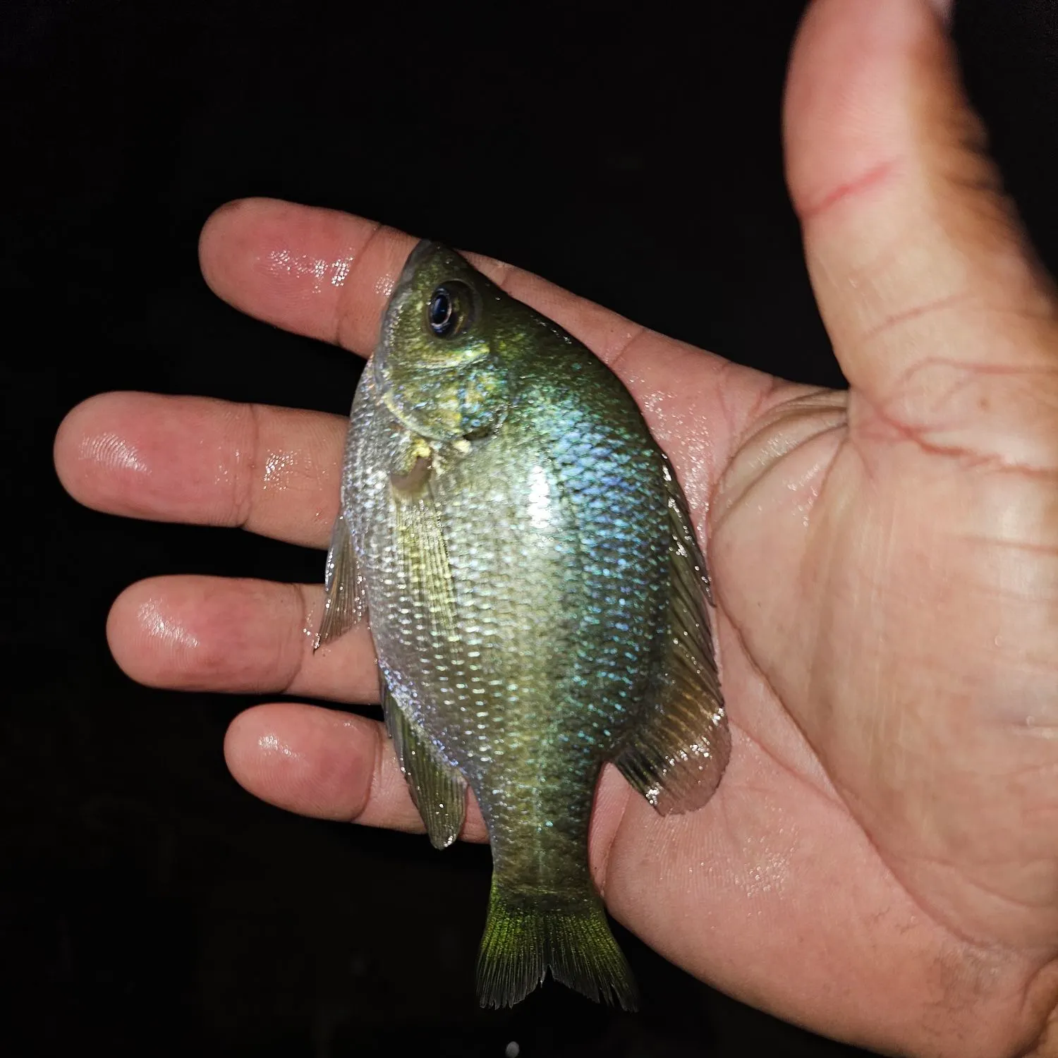 Bluegill caught on Fishbrain