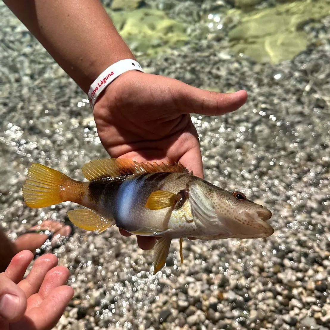The most recent Painted comber catches on Fishbrain