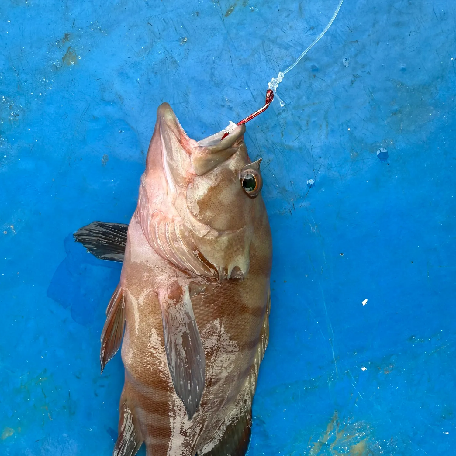 The most recent Chocolate hind catches on Fishbrain