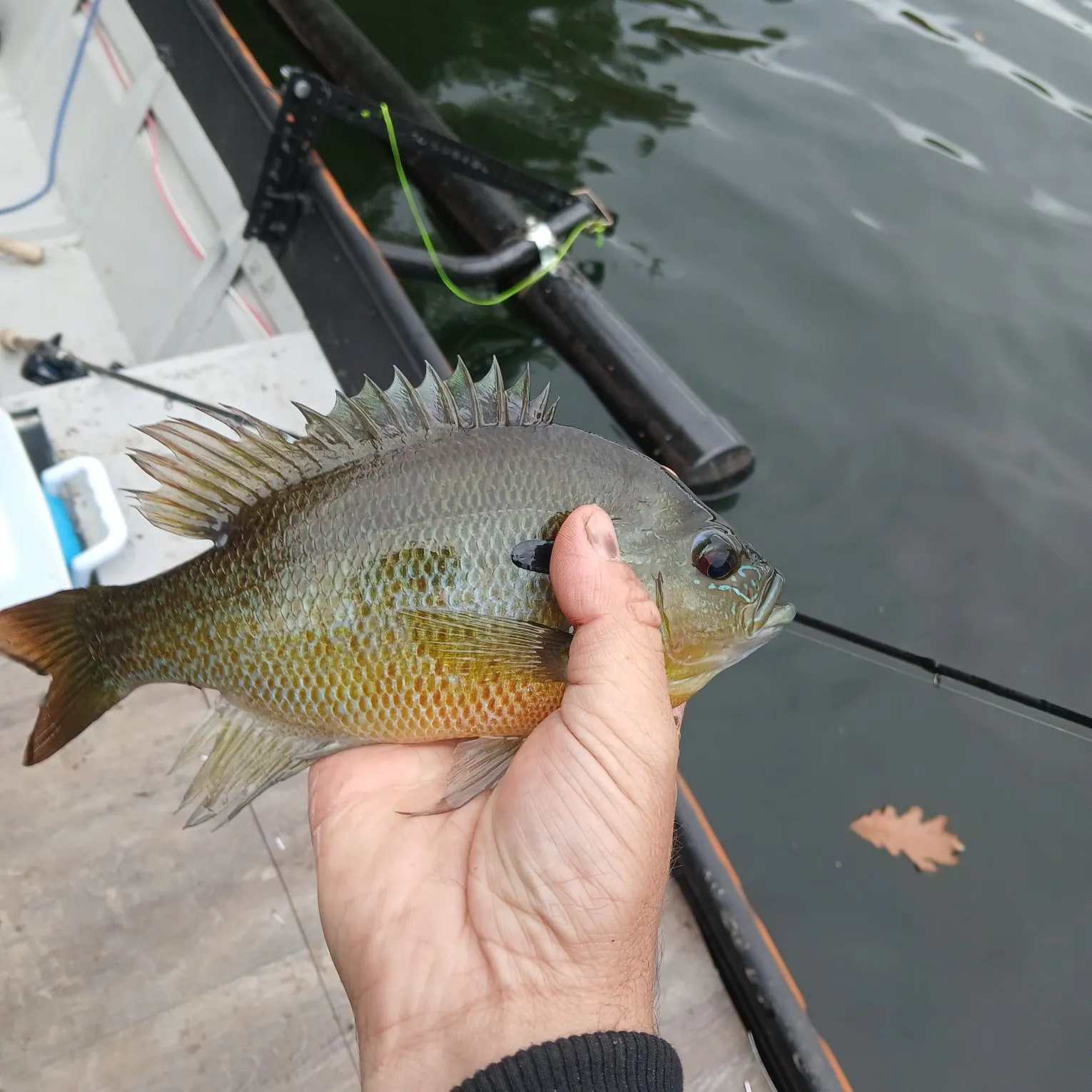 Greengill hybrid caught on Fishbrain