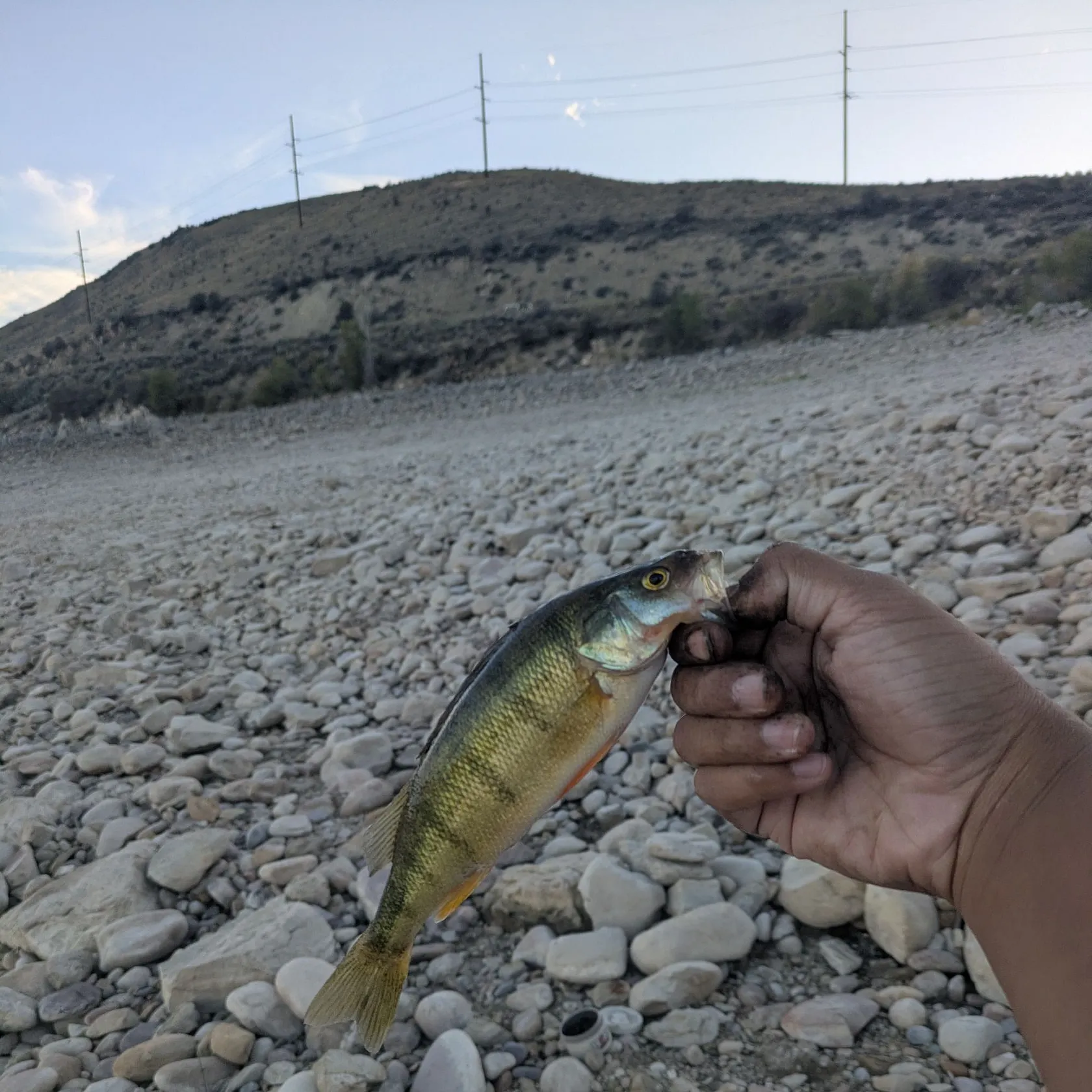 Yellow perch caught on Fishbrain