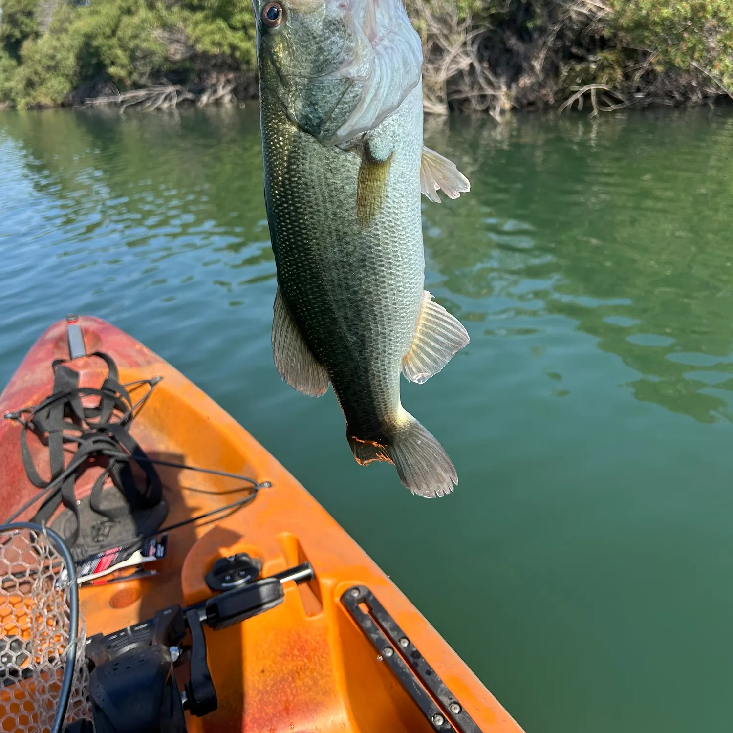 Largemouth bass caught on Fishbrain