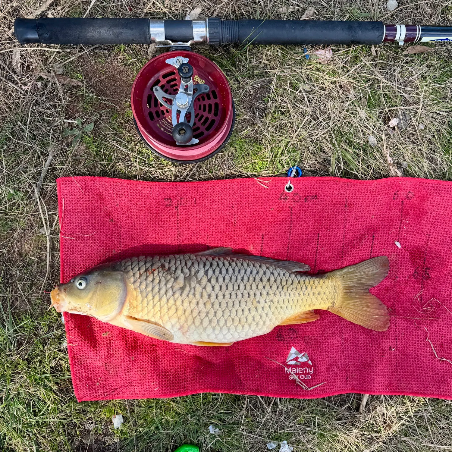 Common carp caught on Fishbrain