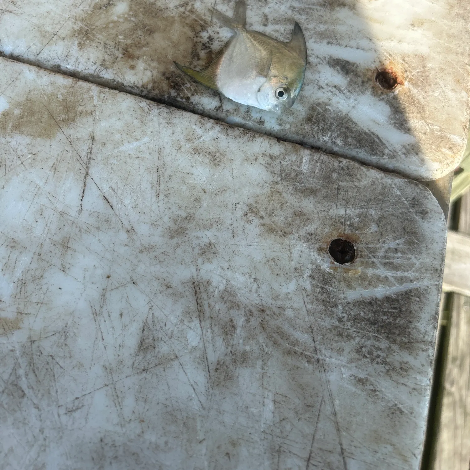 The most recent Palometa catches on Fishbrain
