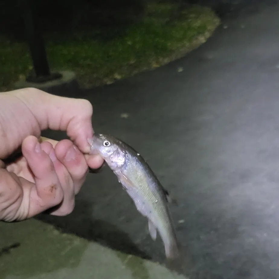 Creek chub caught on Fishbrain