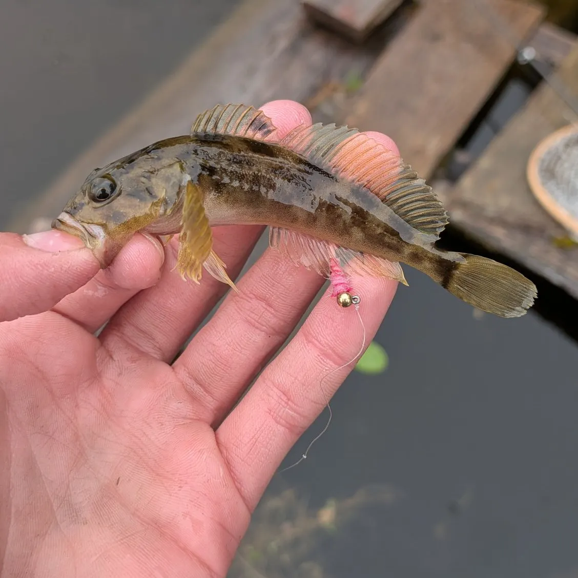 The most recent Prickly sculpin catches on Fishbrain