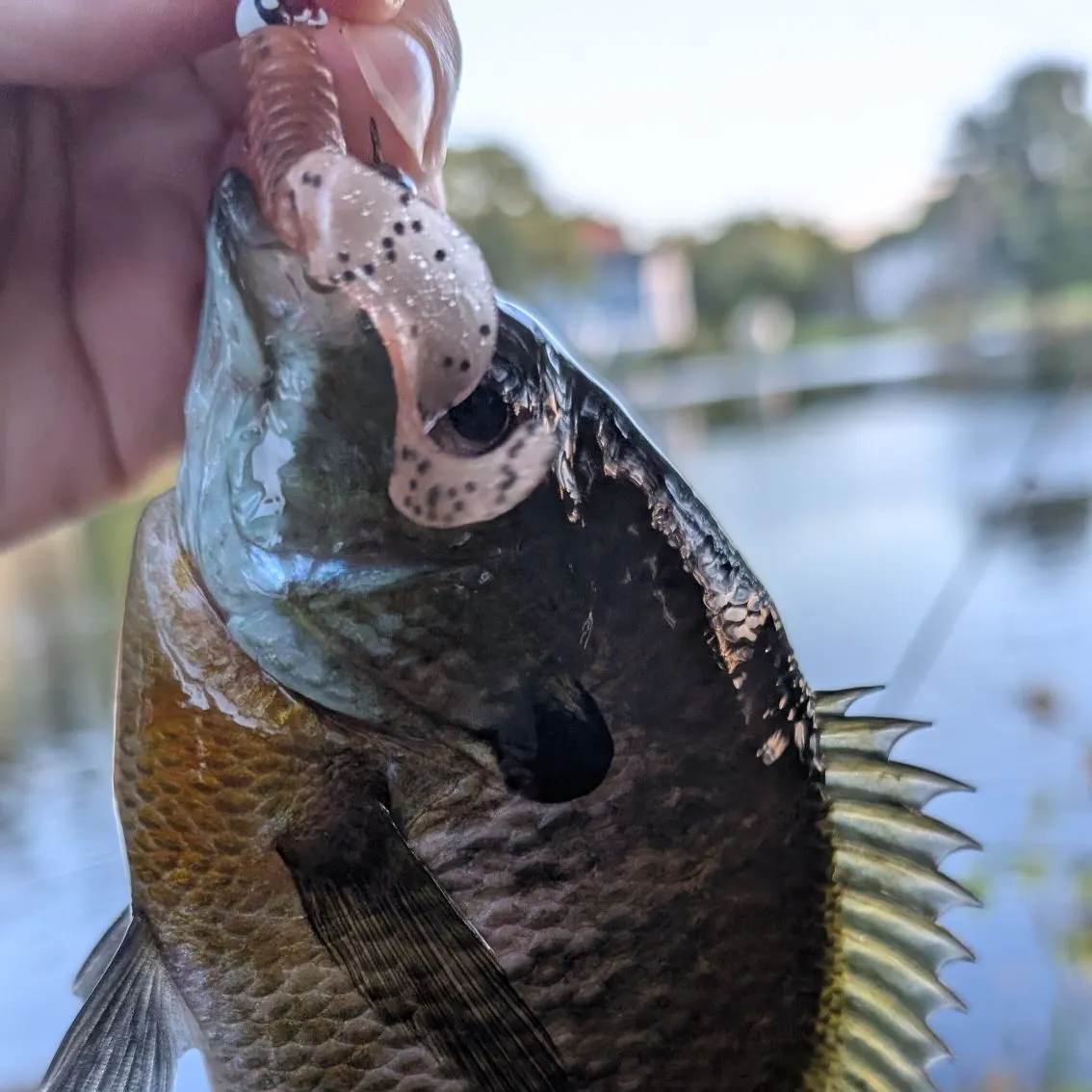 Bluegill caught on Fishbrain